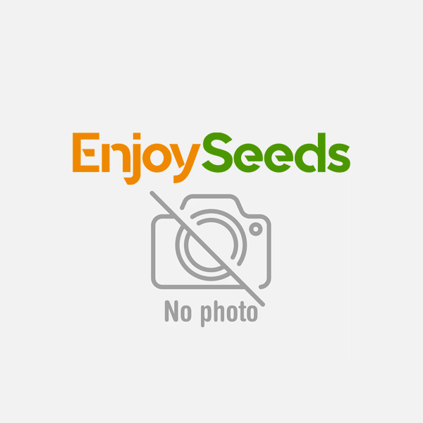 Seedstockers - Auto CBD 1:1 Silver Lime Haze  - 1 auto