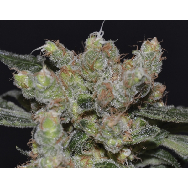 CBD Seeds - Zen - femm 3