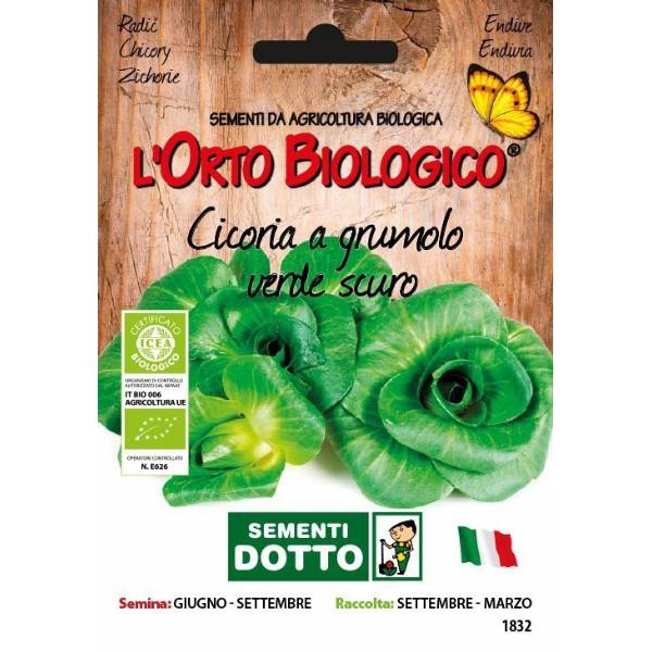 Semi biologici di Cicoria Grumolo Verde Scuro