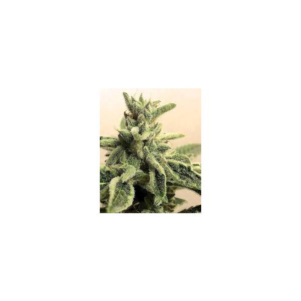 Blue Hell - Medical Seeds - Femminizzata - 5 Semi