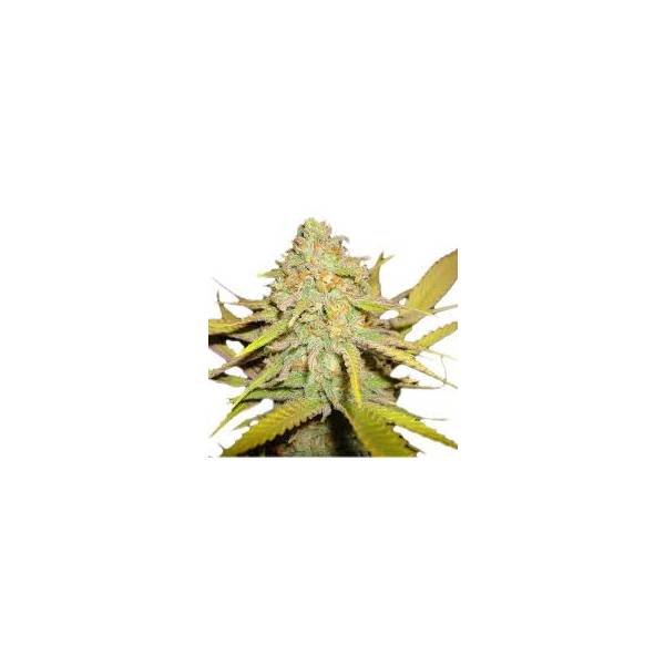 00 Seeds - California Kush - 5 Fem