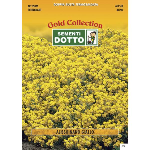 Semi di ALISSO Giallo - h cm 30