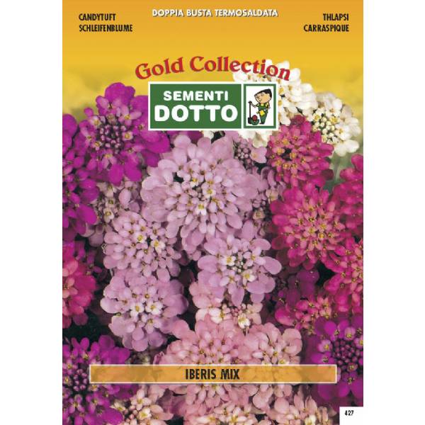 Semi di IBERIS in mix - h cm 30