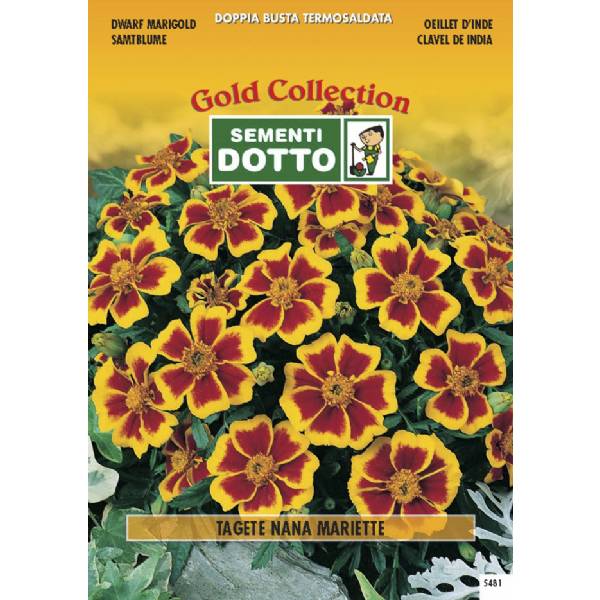 Semi di TAGETE Nana Marietta  - h cm 25