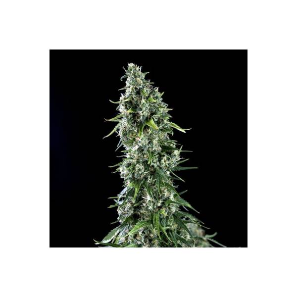 Genehtik - Kritical Bilbo x AK47 1 Fem