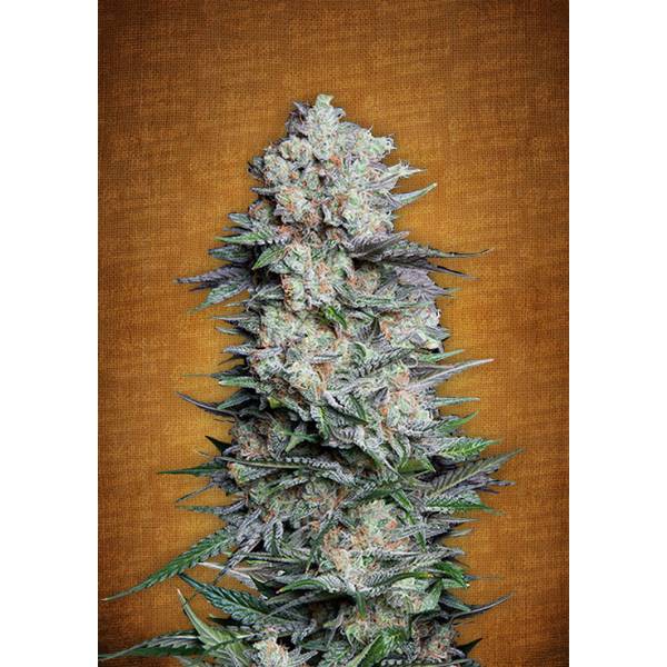 Fast Buds - Mexican Airlines - 3 auto