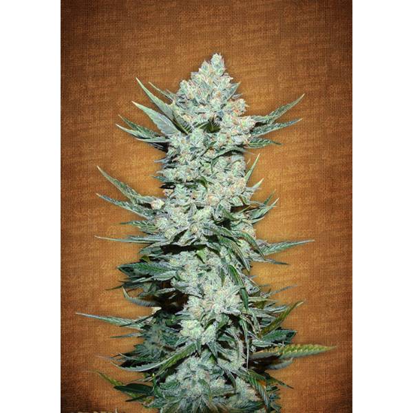 Fast Buds - Tangie Matic Auto - 3 Auto