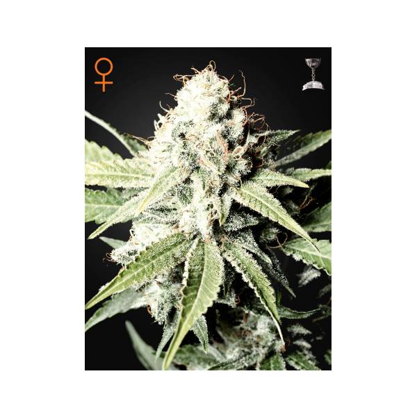 Green House - Great White Shark - 10 Fem