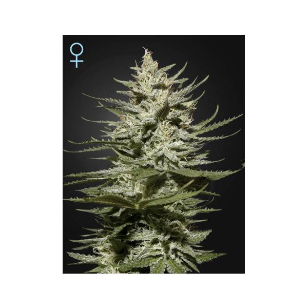 Green House - The Church CBD - 3 Fem