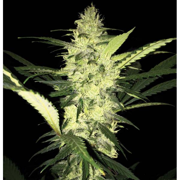 TH Seeds - La SAGE - 5 fem