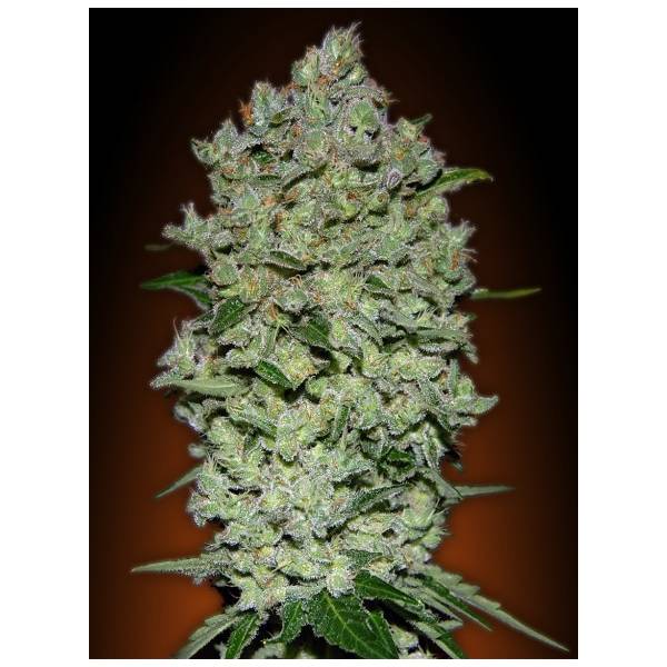Advanced Seeds - Auto Biodiesel Mass - 1 Auto