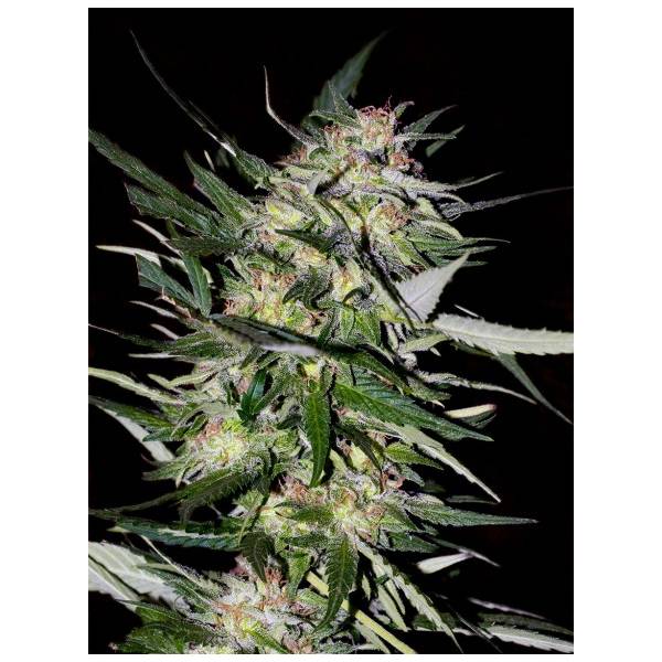Advanced Seeds - Jack Plant - 1 fem