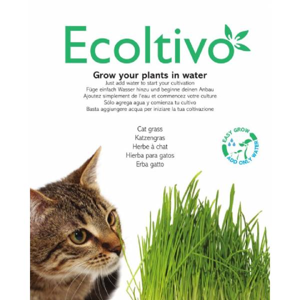 Nepeta Cataria (Erba Gatta) - Ecoltivo