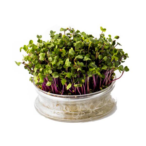 Germogliatore in vetro - Germogliamo