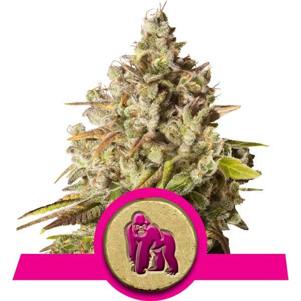Royal Queen Seeds - Royal Gorilla - 3 fem