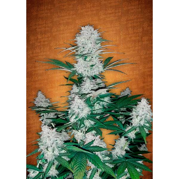 Fast Buds - Six Shooter auto 5