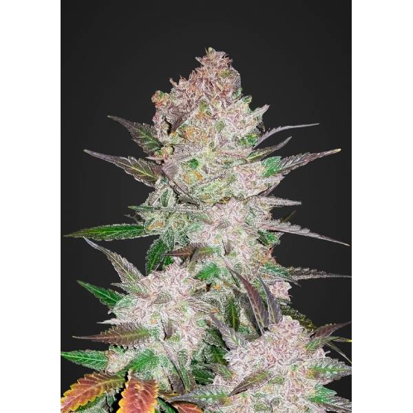 Fast Buds - Cream Cookies auto 5