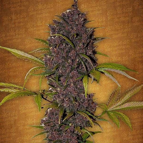 Fast Buds - LSD-25 auto 5
