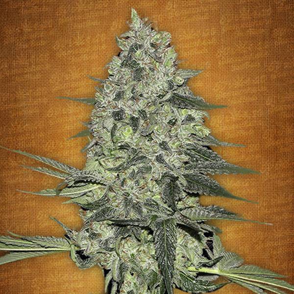 Fast Buds - Rhino Ryder auto 5