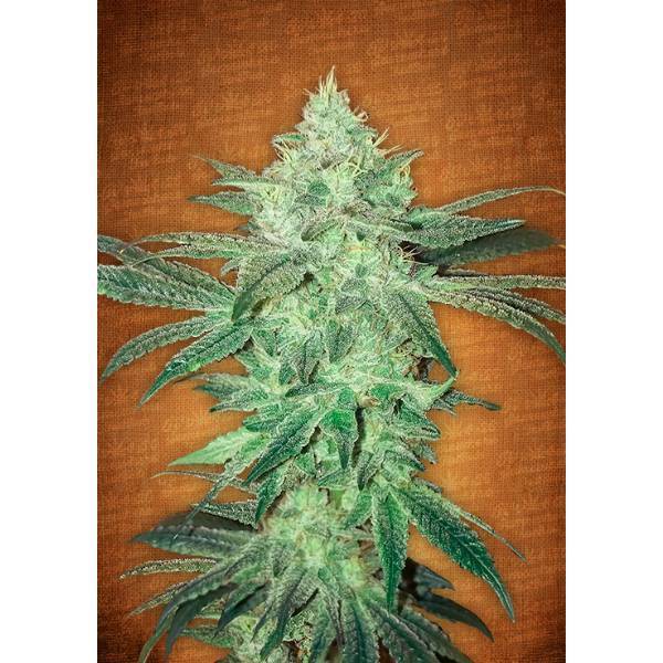 Fast Buds - Stardawg auto 5