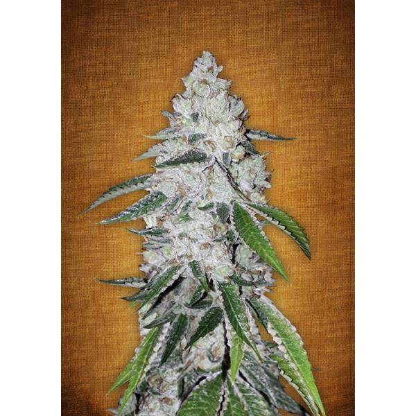 Fast Buds - West Coast O.G. - 5 auto