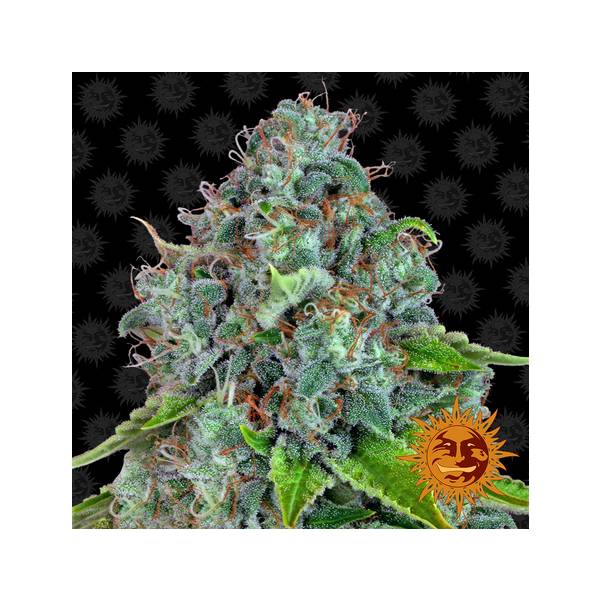 Barney's Farm - Strawberry Lemonade 1 fem