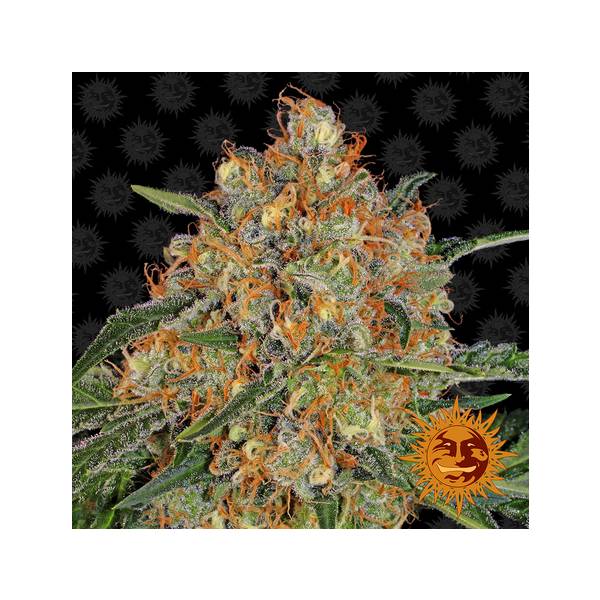 Barney's Farm - Orange Sherbert 10 fem