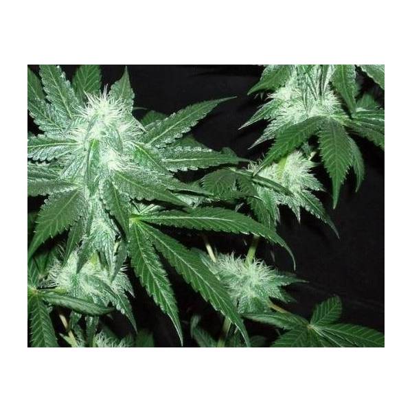 The Cali Connection - Italian Ice 6 fem