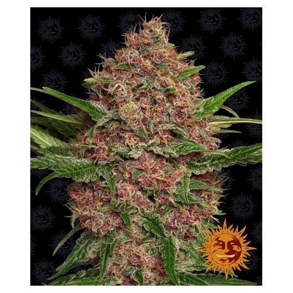 Barney's Farm - Auto Purple Punch 3 auto