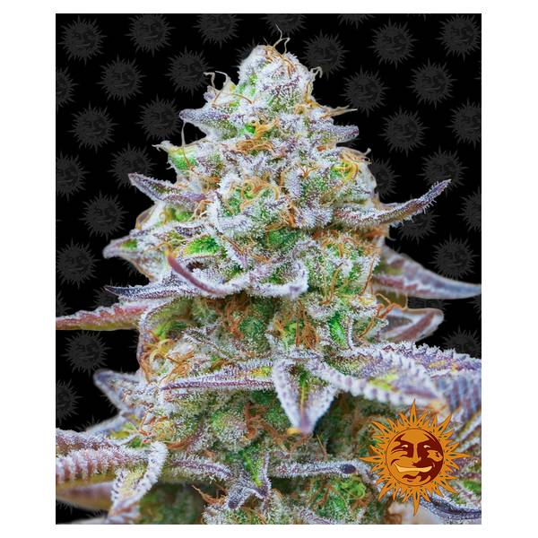 Barney's Farm - Gorilla Zkittlez 10 fem