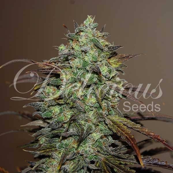 Delicious Seeds - Eleven Rose - 3 Fem