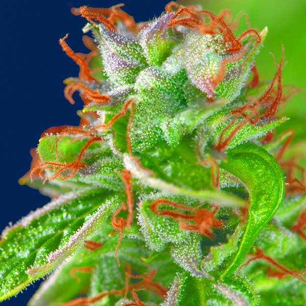 Pyramid Seeds - Double OG Haze 3 fem