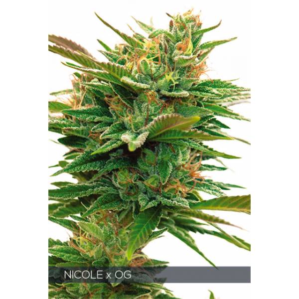 Vision Seeds - Nicole x OG - 5 fem