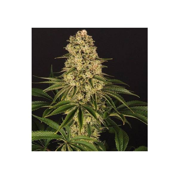 Tropicanna Banana ™ - Barney's Farm