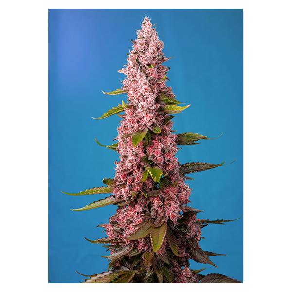 Sweet Seeds - Red Hot Cookies - 5+2 Fem