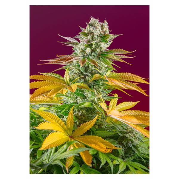 Sweet Seeds - Gorilla Girl F1 Fast Version - 5+2 Fem
