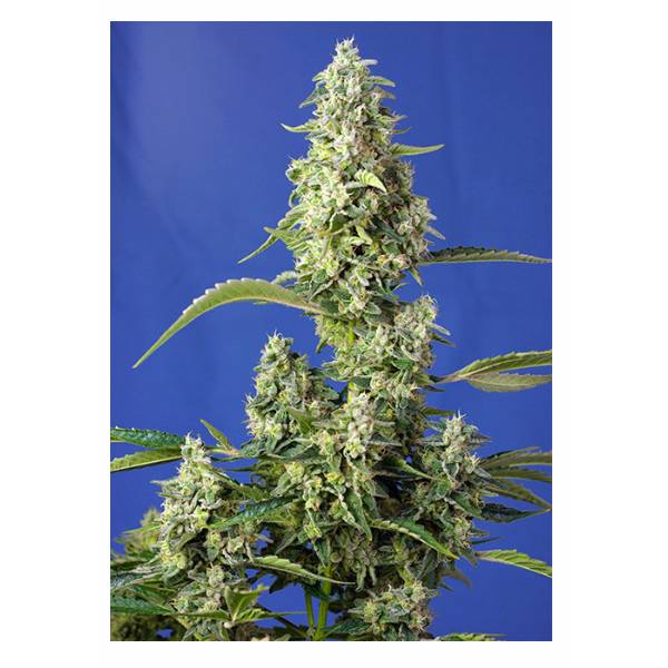 Sweet Seeds - Gorilla Girl XL - 3+1 Auto