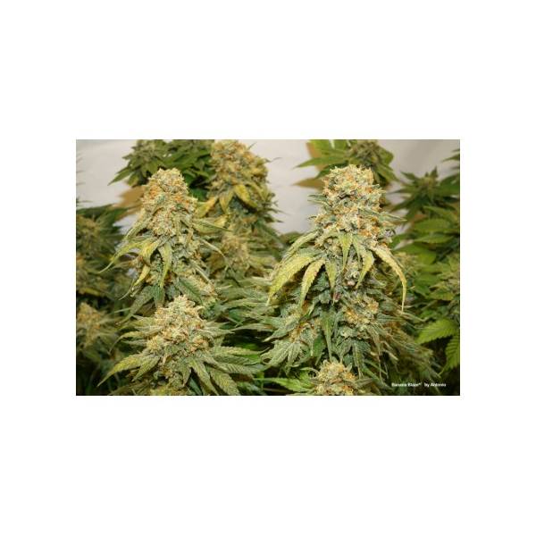 Dutch Passion - Banana Blaze - 3 Fem