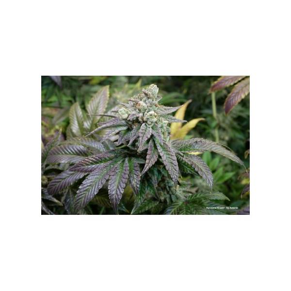 Dutch Passion - Kerosene Krush - 1 Fem