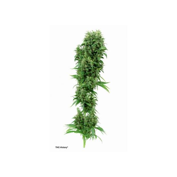 Dutch Passion - THC - Victory - 3 fem