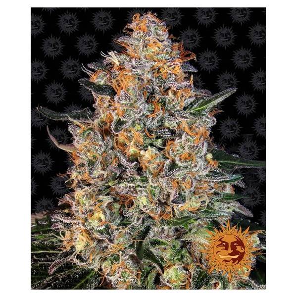 Barney's Farm - Bubba Kush - 1 fem