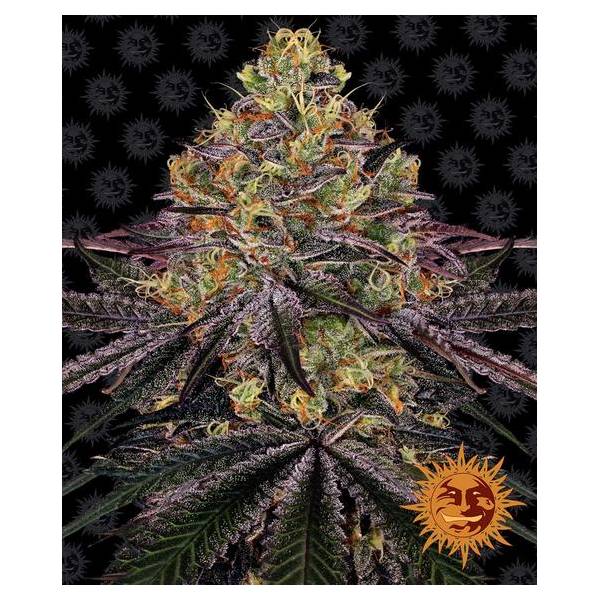 Barney's Farm - Watermelon Zkittlez - 5 auto