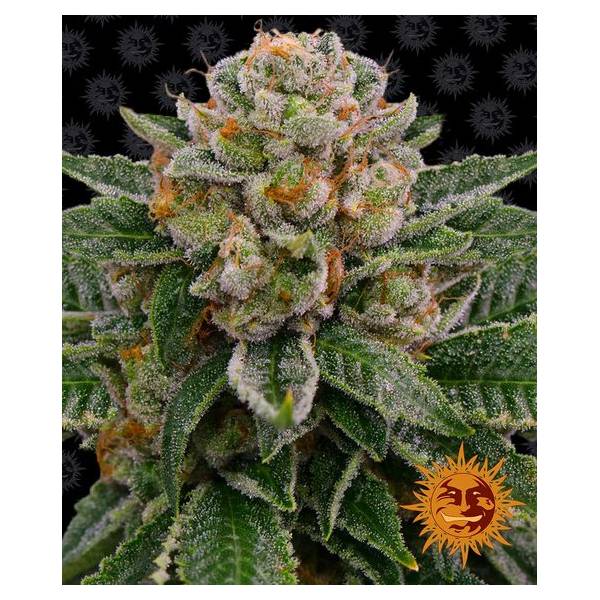 Barney's Farm - Skywalker OG - 3 auto