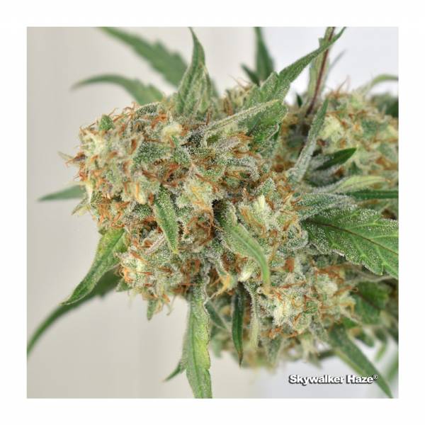 Dutch Passion - SkyWalker Haze - 10 Fem