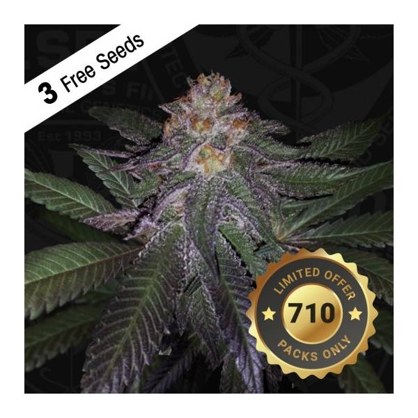 TH Seeds - Purple Banana Cream- 5 fem