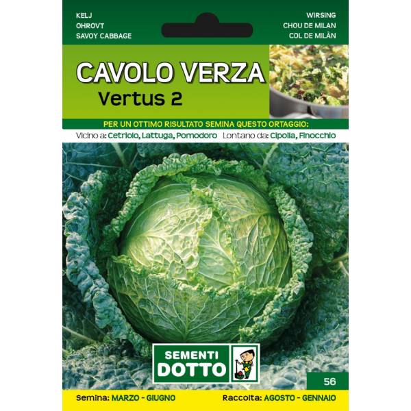 Sementi da Orto - Cavolo Verza Vertus 2 - Sem. Dotto