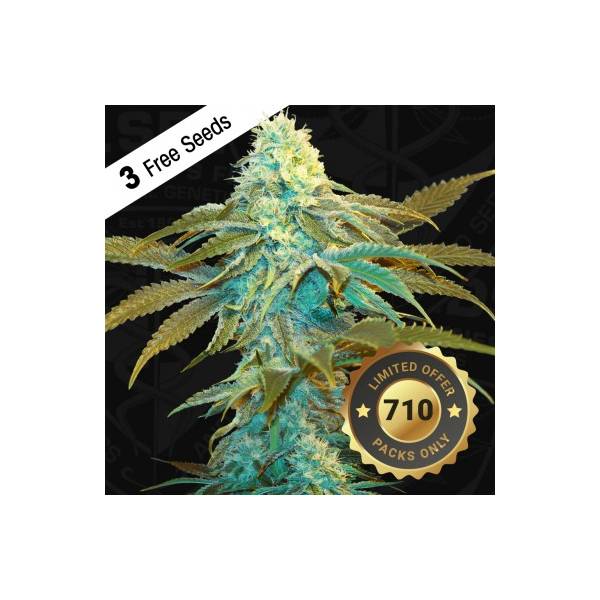 TH Seeds - Vanilla Sundae - 5 fem