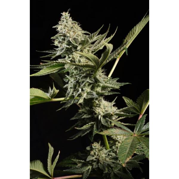 Paradise Seeds - Glowstarz - 5 Fem
