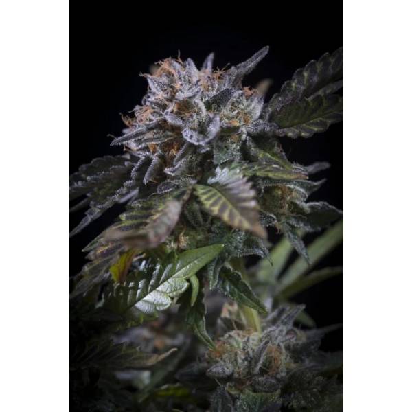 Paradise Seeds - White Noise - 5 Fem