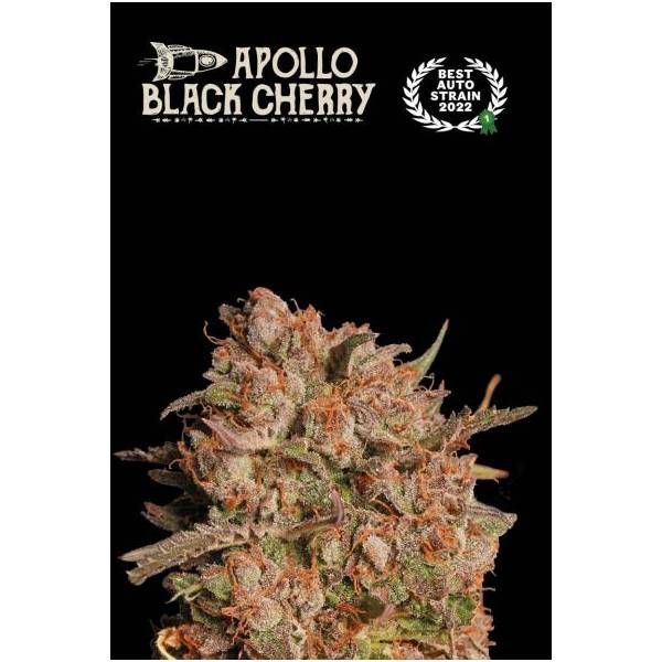 Seedstockers - Superior Auto Apollo Black Cherry - 3 auto